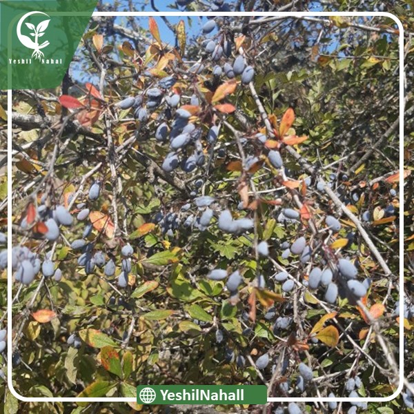 نهال زرشک سیاه